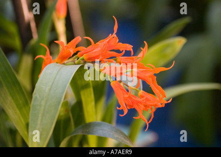 Orchid Ada aurantiaca Banque D'Images