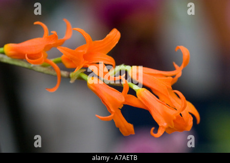 Orchid Ada aurantiaca Banque D'Images