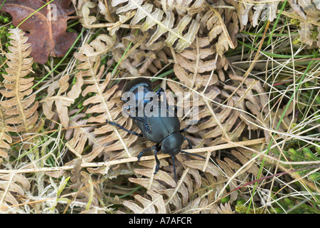 Nez sanglant timarcha tenebricosa coléoptères accouplement mâle et femelle sur braken feuilles sur la lande-de-chaussée Norfolk UK Avril Banque D'Images