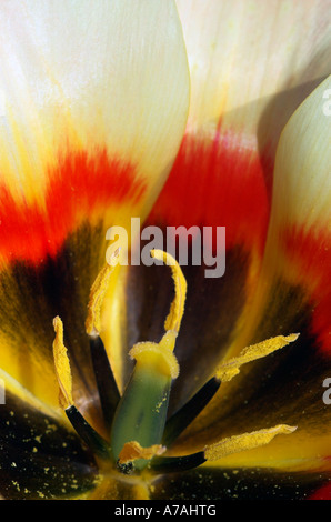 Détail d'une tulipe Banque D'Images