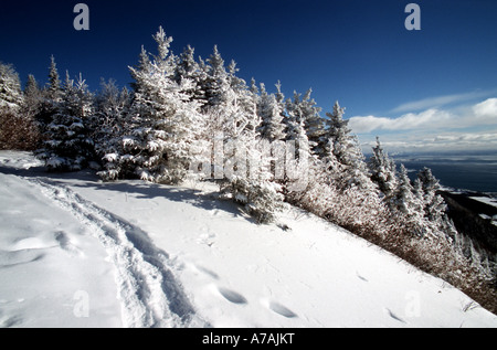 Des pistes dans la neige à travers les arbres givré blanc contre un ciel bleu profond Banque D'Images