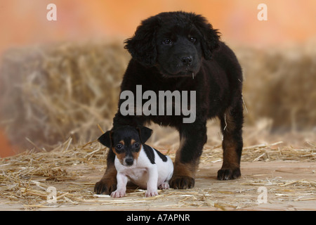 Hovawart et Jack Russell Terrier, chiots, 9 semaines Banque D'Images