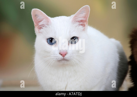 Oriental chat blanc Banque D'Images