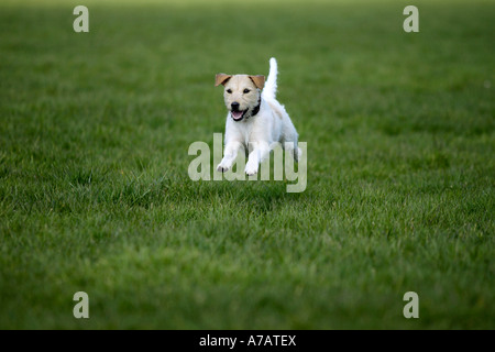 Parson Russell Terrier Banque D'Images