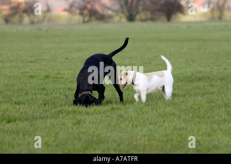 Dog et Parson Russell Terrier Banque D'Images