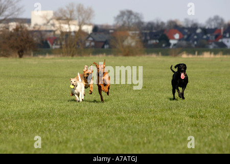 Le Rhodesian Ridgeback Parson Jack Russell Terrier et race mélangée chiens Parson Russell Terrier Banque D'Images