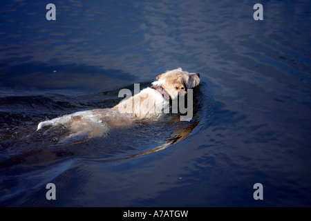 Parson Russell Terrier Banque D'Images