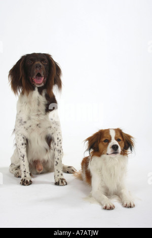 Kooikerhondje et Grand Epagneul de petit chien de la sauvagine néerlandais Banque D'Images