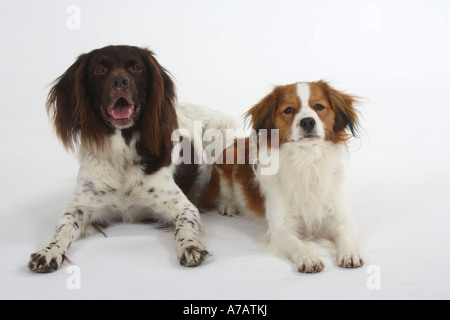 Kooikerhondje et Grand Epagneul de petit chien de la sauvagine néerlandais Banque D'Images