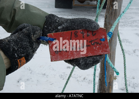 La pêche de l'éperlan dans la glace sur une froide journée d'hiver le gel sur la baie de Miramichi, Nouveau-Brunswick Banque D'Images