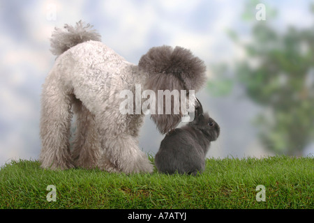 Caniche miniature lapin nain d'argent et bleu Banque D'Images