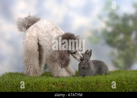 Caniche miniature lapin nain d'argent et bleu Banque D'Images