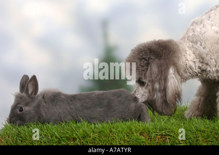 Caniche miniature lapin nain d'argent et bleu Banque D'Images