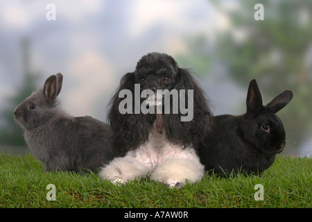 Caniche miniature lapins nains et arlequin Banque D'Images