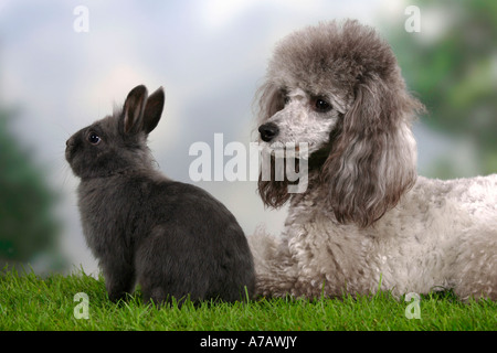 Caniche miniature lapin nain d'argent et bleu Banque D'Images