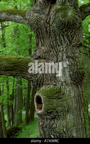 Un chêne de tronc de l'arbre et l'écorce dans artificcial système près de l'ancien lac Trabon South Bohemia République Tchèque Banque D'Images