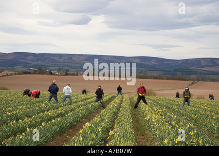 Jonquille Commercial picker, cueillette et d'exploitation des travailleurs de la jonquille au printemps fleurs ferme écossais, Montrose Basin, dans l'Aberdeenshire. Banque D'Images