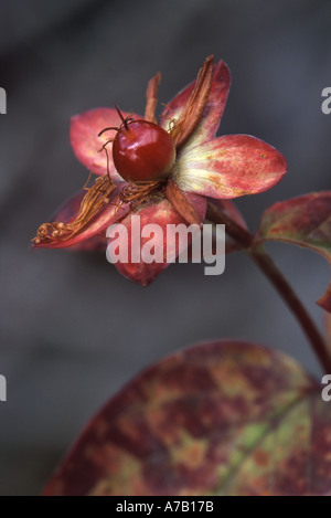 Tutsan Hypericum androsaemum Banque D'Images