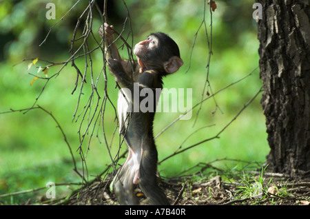 Les jeunes Macaques de Barbarie à Trenham Monkey Forest Banque D'Images