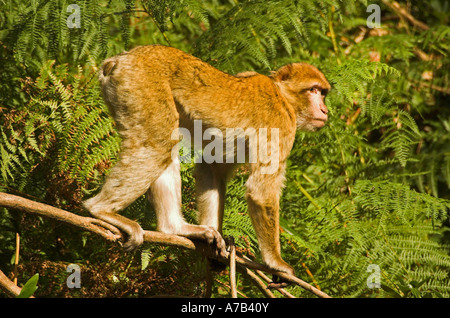 Trenham Monkey Forest Banque D'Images