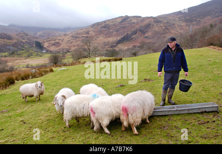 Éleveur nourrir ses béliers sur sa ferme de Snowdonia, souffre encore des effets de retombées radioactives. Banque D'Images