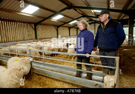 Les éleveurs de moutons à regarder leur troupeau à Snowdonia, souffre encore des effets de retombées radioactives. Banque D'Images