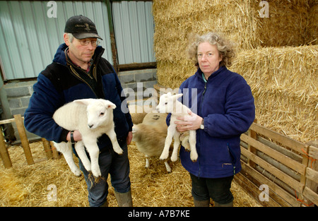 Les éleveurs de moutons à regarder leur troupeau à Snowdonia, souffre encore des effets de retombées radioactives. Banque D'Images