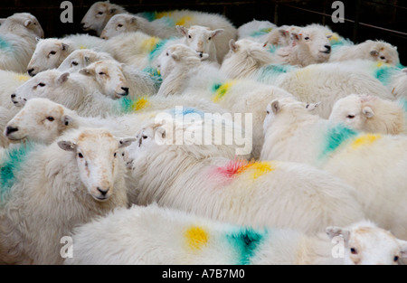 Les moutons, souffre encore des effets de retombées radioactives, sur ferme à Snowdonia, près de Plage de Prestatyn Gwynedd North Wales UK Banque D'Images