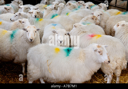 Les moutons, souffre encore des effets de retombées radioactives, sur ferme à Snowdonia, près de Plage de Prestatyn Gwynedd North Wales UK Banque D'Images