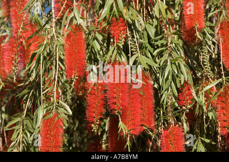 Gros plan de fleurs rouges fleur sur le bottlebrush bouteille Brush arbre callistemon glaucus Madeira Portugal eu Europe Banque D'Images