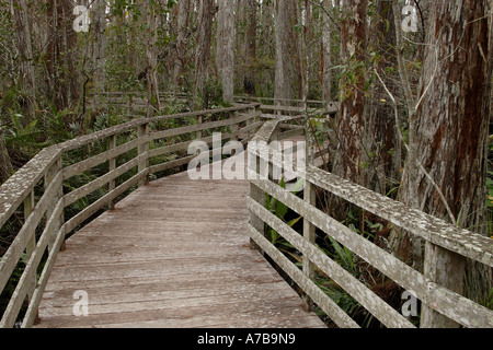 Tire-bouchon Boardwalk Swamp Sanctuary Holzsteg Banque D'Images