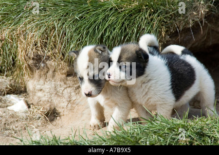 Chien du Groenland Banque D'Images