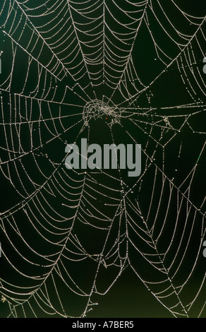 Spider's Web avec dewdrops Banque D'Images