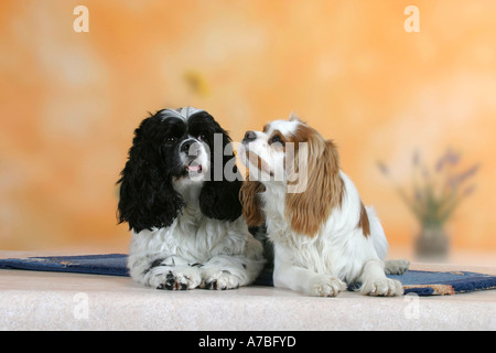 Cocker américain et Cavalier King Charles Spaniel Banque D'Images
