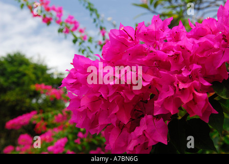 Grappe de fleurs de bougainvilliers roses sur St Martin île des Caraïbes Banque D'Images