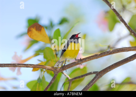 Sucrier à ventre jaune bird singing dans un arbre à trompettes roses Banque D'Images