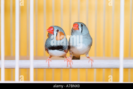 Zebra Finch Banque D'Images