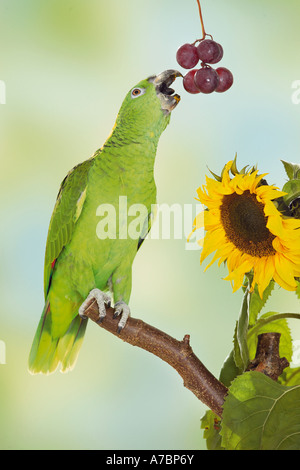 Amazone à tête jaune - Amazona oratrix / grignotage Banque D'Images
