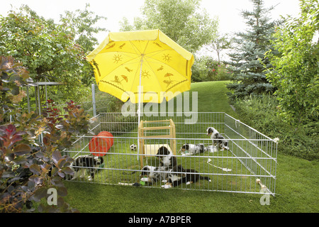 Chiots berger australien dans l'enceinte extérieure Banque D'Images