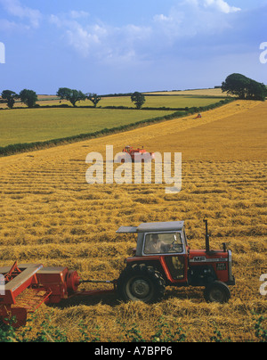 La récolte d'un champ de blé sur la campagne vallonnée de Dorset dans le sud de l'Angleterre Banque D'Images
