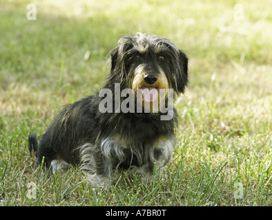 Teckel à poil dur - sitting on meadow Banque D'Images