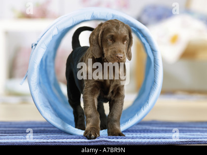 Agility : Télévision Coated Retriever puppy in tunnel Banque D'Images