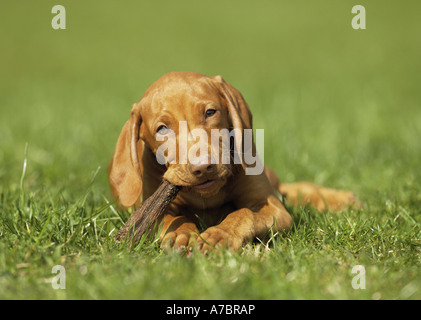 Magyar Vizsla devint chiot avec stick - lying on meadow Banque D'Images