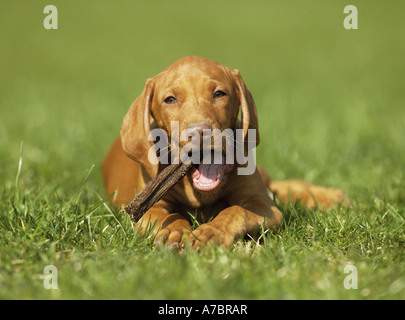 Magyar Vizsla devint chiot avec stick - lying on meadow Banque D'Images