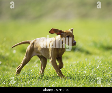 Magyar Vizsla devint chiot - Exécution sur meadow Banque D'Images