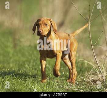 Magyar Vizsla devint puppy on meadow Banque D'Images