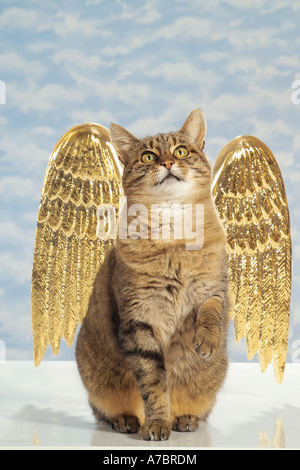 Tabby chat domestique avec les ailes d'ange Banque D'Images