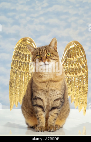 Tabby chat domestique avec les ailes d'ange Banque D'Images