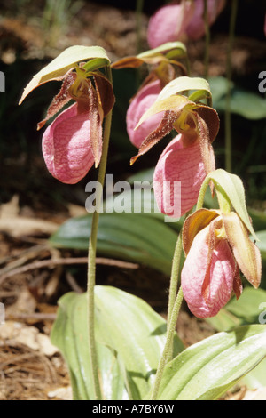 Pink Lady Slipper plantes en fleurs à l'état sauvage des bois Banque D'Images