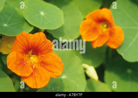 En fleurs orange fleurs de capucines dans jardin Banque D'Images